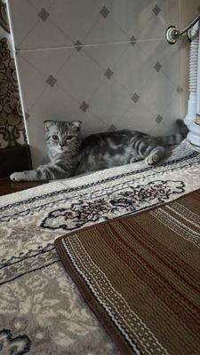 Ссстсталалаоововоагугугушушушушуг