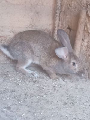 Quyonla sotiladi