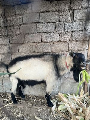 Продается козол 2 года