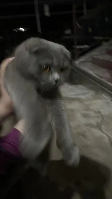 Очень умный кошка