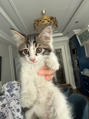 Котята ,Отдам в хорошие и добрые руки