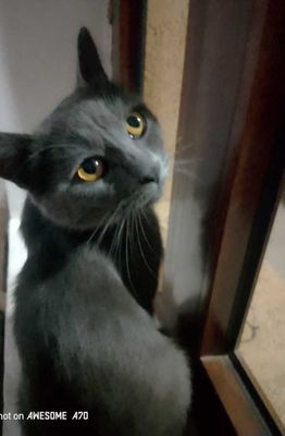 "British shorthair" britaniya kalta yungli xonaki urgʻochi mushuk