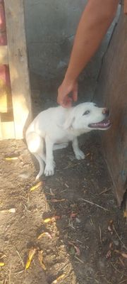 Собака срочно алабай здоровье
