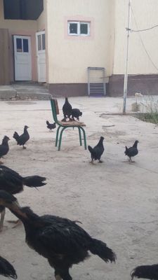 Японкала сотилади