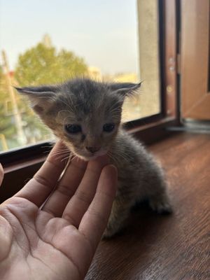 Шотландский вислоухий котёнок 1 на лапа короткая