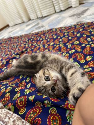 Британский мушик сотилади