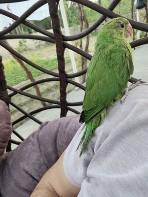 Ajrella papugay sotiladi