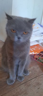 Она мушук скоттиш фолд