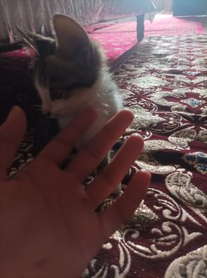 Киз бола Икки доно