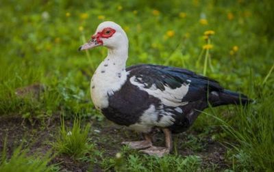 Indautka tuxumlari uruglangan