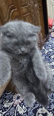 Шотландская вислоухая кошка