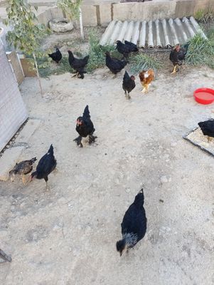 Qora shaxzoda bramalar sotiladi