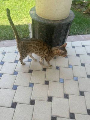 Бенгальская кошка