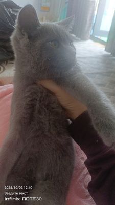 Акилли мушукча