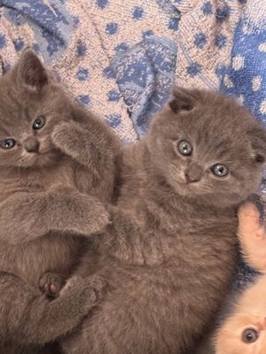 Scottish fold schotish straight