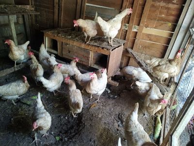 Tuxum yoʻnalishidagi tovuqlar sotiladi