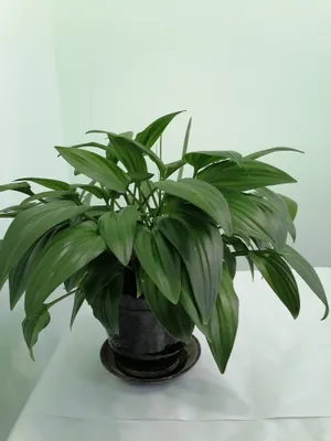 Xonaki gullar sotiladi