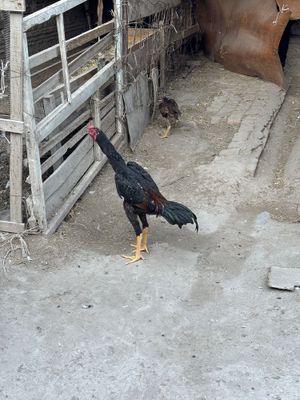 Dakang toza shamo zotiga javob omoqchi buganla yozsn bulishi shu