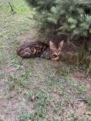 Бенгалский кошка