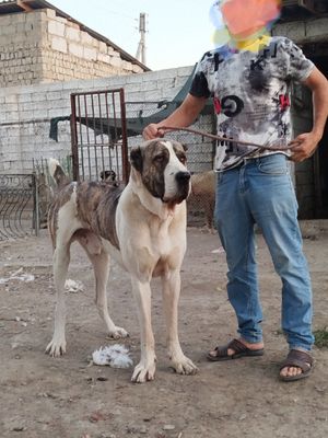 Katta Alabay sotiladi bir yarim yosh bulyabt