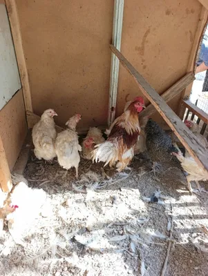 Tovula sotiladi. Tuhum qoyib turiwipti.