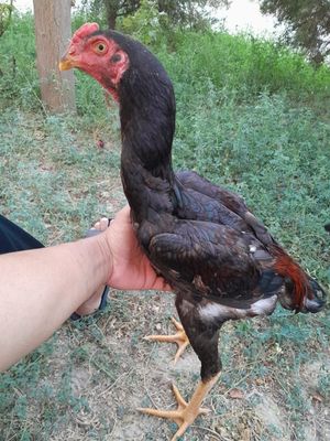 Дакан хуроз авгонистон