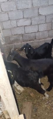Эчкилир сотилади