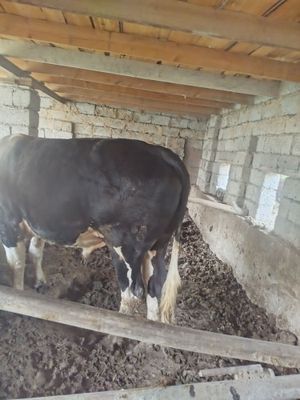 Bu buqa jaydari 3 yoshar taxminan 450 500atrofida qilib qoladi tozamol