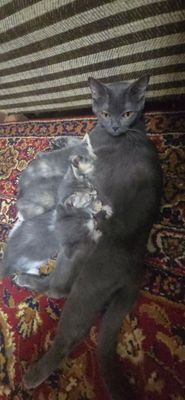 damashniy mushuklar