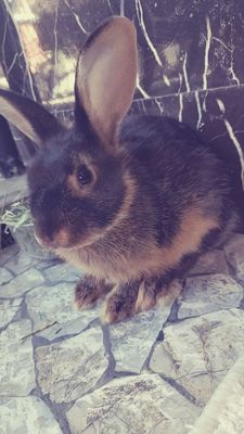 Продается кролик дорогой породы