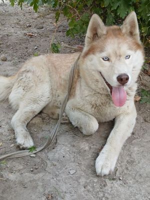 Zoti: toza haski
