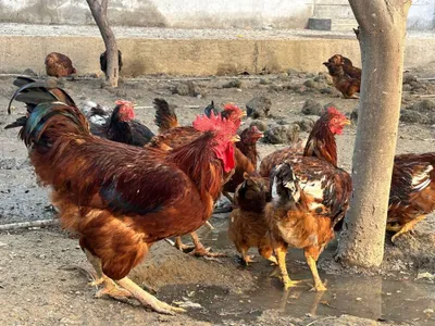 Tovuq va xorozlar 100000 dan 180000 gacha