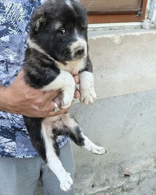 Алабай боласи сотилади