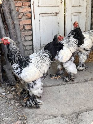 Хурозлар сотилади