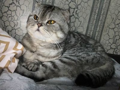Для меня дорогой котёнок отдаётся в хорошие руки.