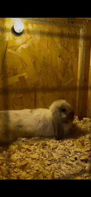 karlik baran + satin parasi