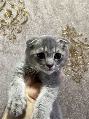 Scottish fold / скоттиш фолд