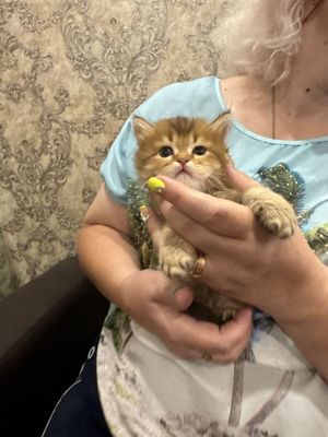 Продается шоколодное золото британец by12