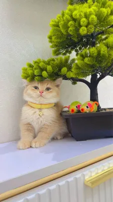 Золотая шиннилла 3ойли угил бола