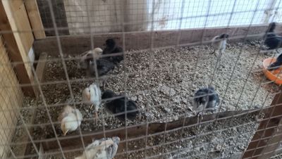 Ассаломалайкум кора гигант жужалари