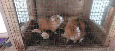 Марские Свинки 2 штуки