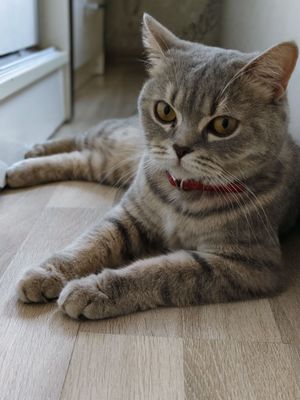 Продаётся с чистокровные британский скотч Страйк