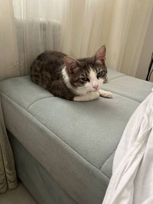 Пристраиваю котика в добрые ручки