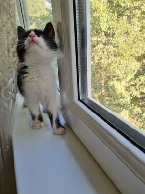 Отдаётся в добрые руки котенок