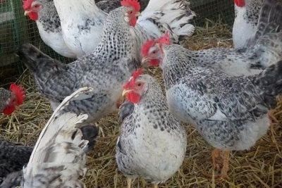 Инкубационный яйца барковская барвистая