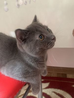 Продается котенок 4 месяца scotish strayt