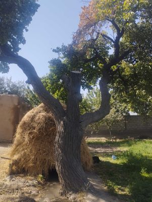 O'tinlar sotiladi