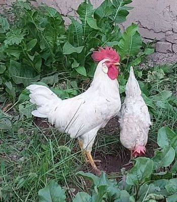 Продам петух белого цвета