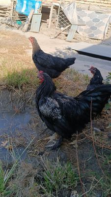 Hoʻroz sotiladi sogʻlom