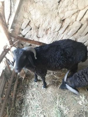 Qôchqor sotiladi